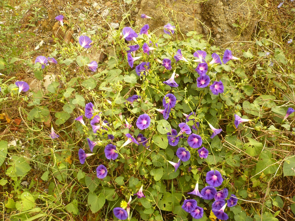Ipomoea purpurea (Convolvulaceae)